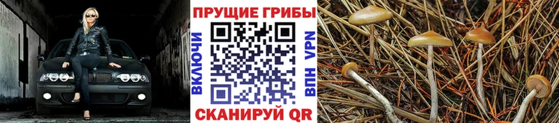 где купить наркотик  Рязань  Псилоцибиновые грибы мицелий 